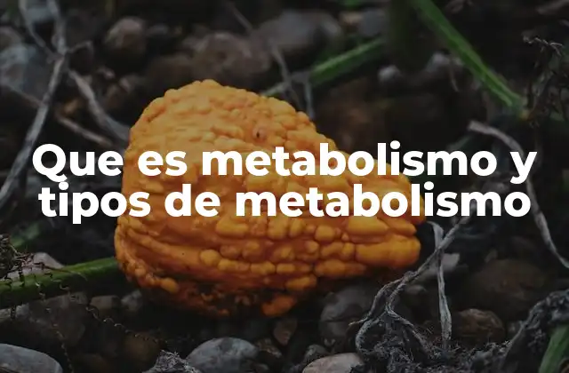 Que es Metabolismo y Tipos de Metabolismo