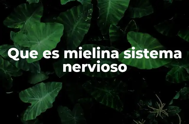 La importancia de la mielina para la comunicación cerebral