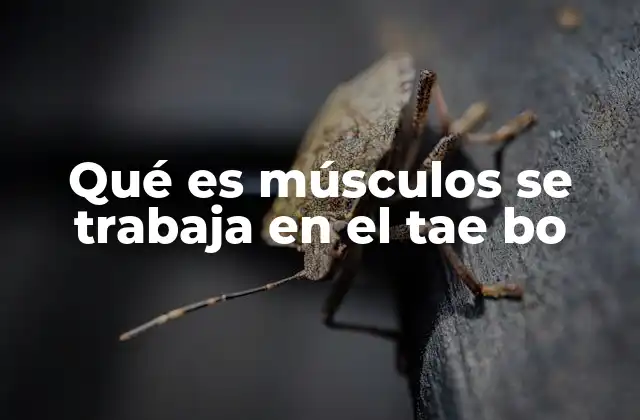 Los músculos del tronco en el Tae Bo