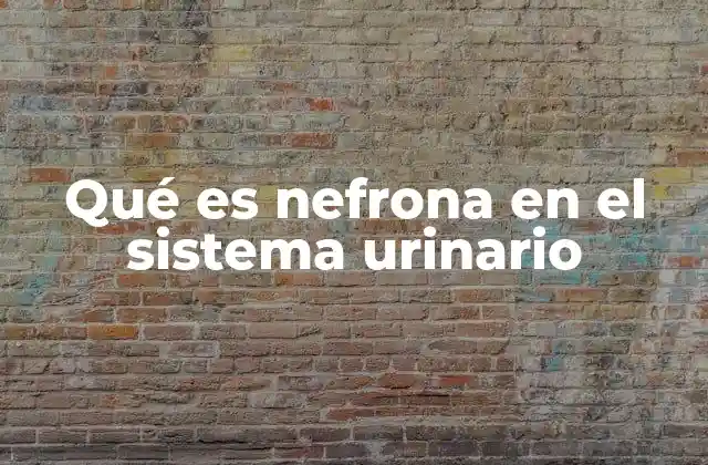 Qué es Nefrona en el Sistema Urinario
