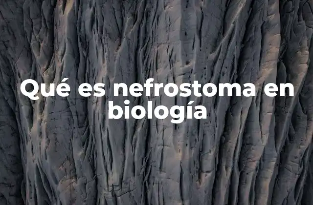 Qué es Nefrostoma en Biología