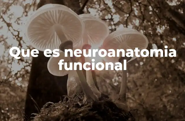 Que es Neuroanatomia Funcional