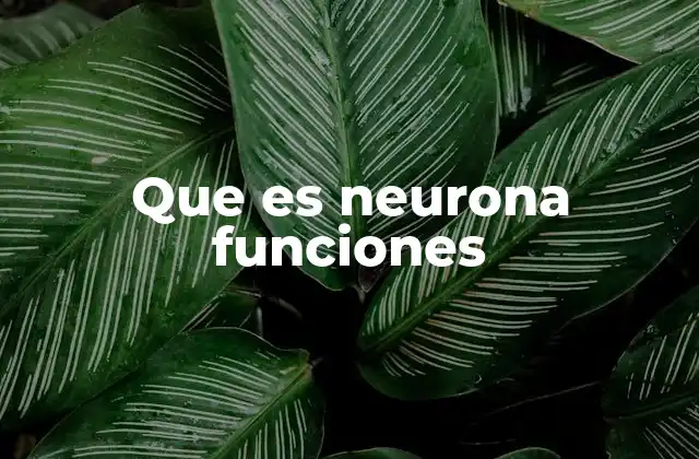 Que es Neurona Funciones
