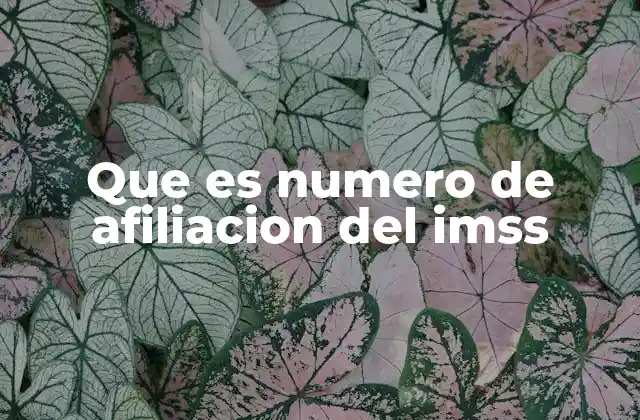 Que es Numero de Afiliacion Del Imss