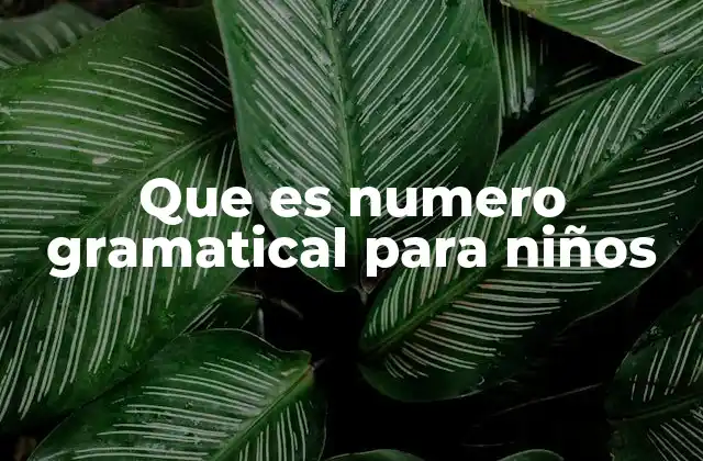 Que es Numero Gramatical para Niños