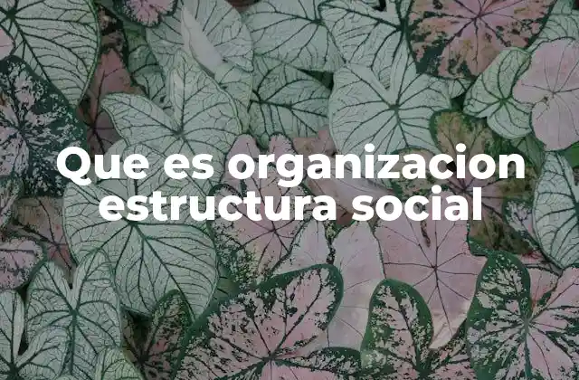 Que es Organizacion Estructura Social