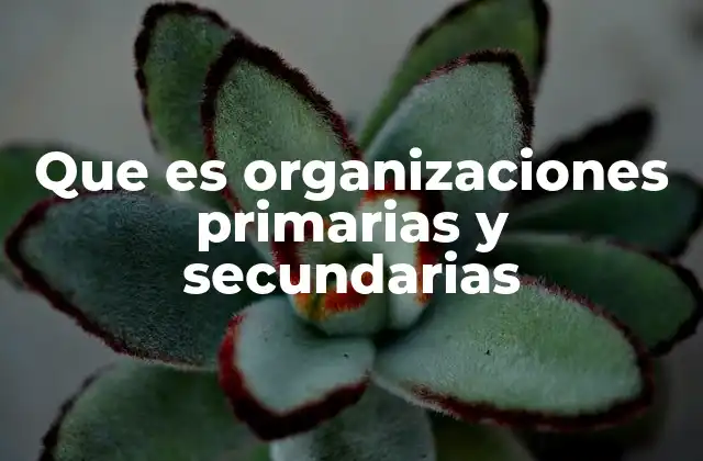 Que es Organizaciones Primarias y Secundarias