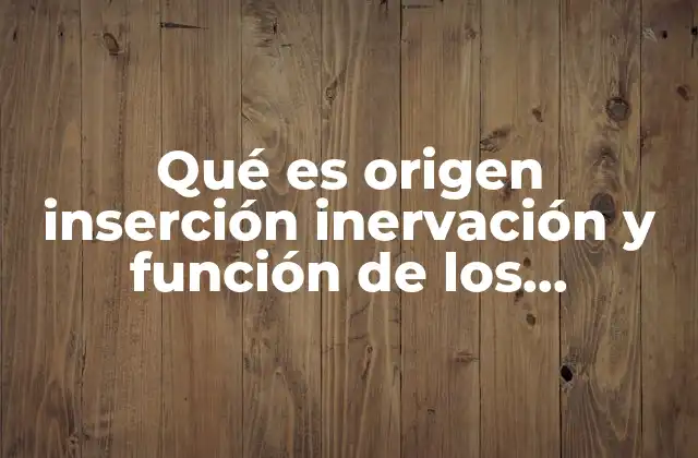 Qué es Origen Inserción Inervación y Función de los Músculos