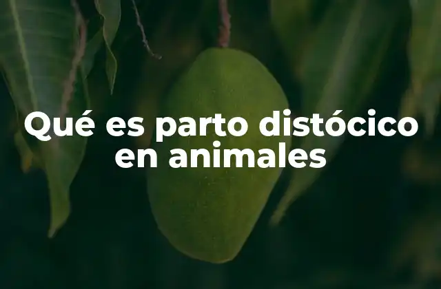Qué es Parto Distócico en Animales