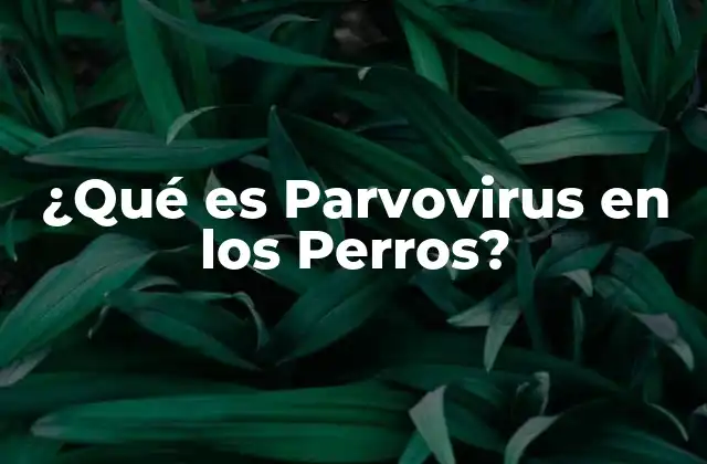 ¿qué es Parvovirus en los Perros?