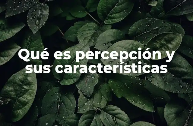 Qué es Percepción y Sus Características