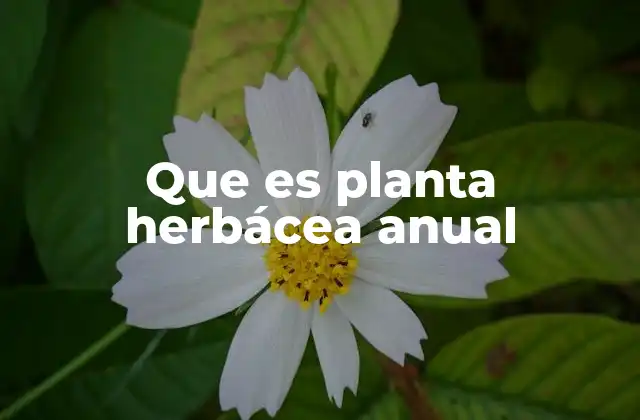 Características que definen a las plantas herbáceas anuales
