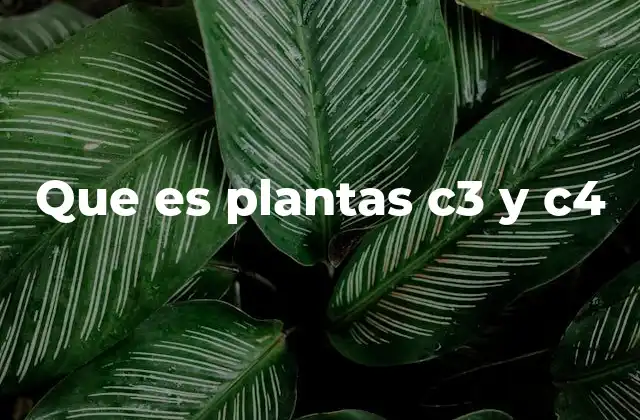 Que es Plantas C3 y C4