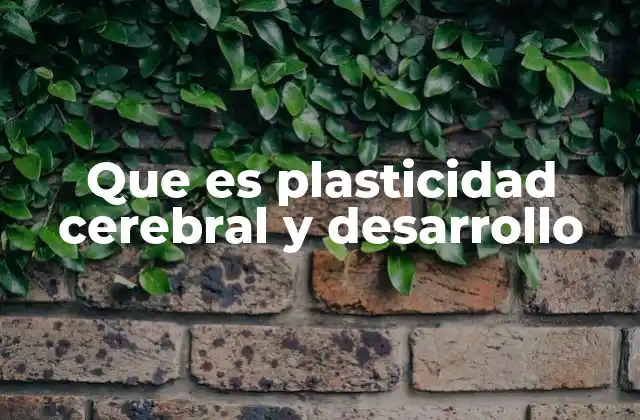 Que es Plasticidad Cerebral y Desarrollo