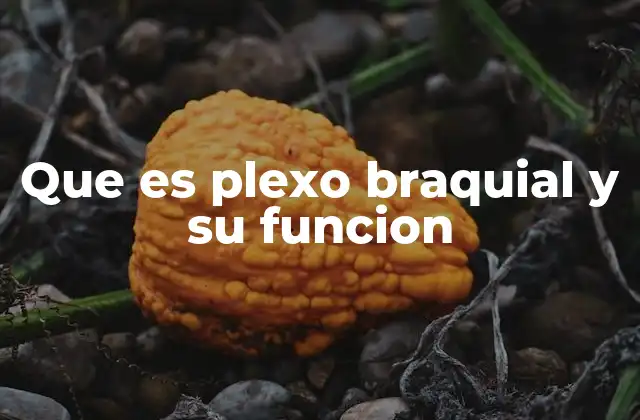 Que es Plexo Braquial y Su Funcion 2 La importancia del plexo braquial en la movilidad y la sensibilidad
