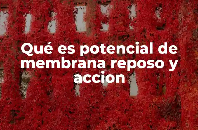 Qué es Potencial de Membrana Reposo y Accion