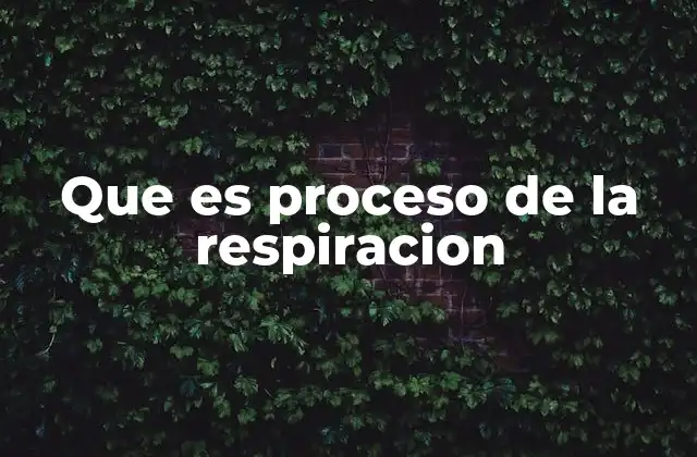 Que es Proceso de la Respiracion