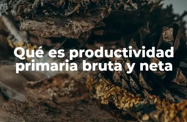 Qué es Productividad Primaria Bruta y Neta 2 Cómo se relaciona la productividad primaria con el flujo de energía en los ecosistemas