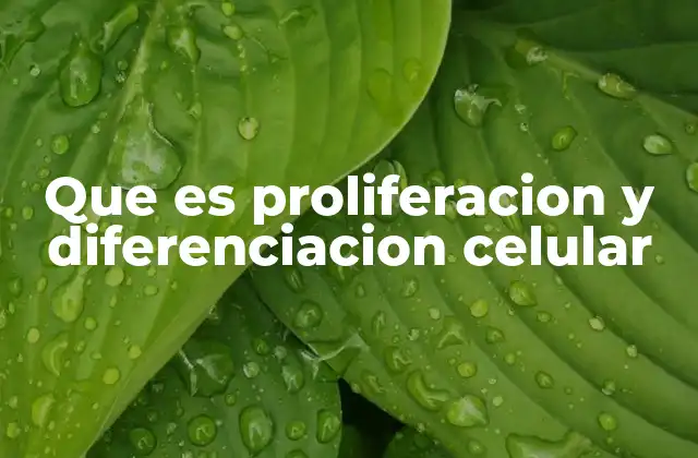 Que es Proliferacion y Diferenciacion Celular