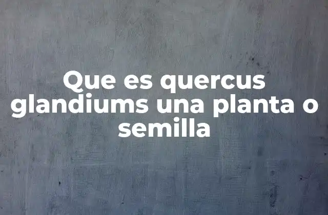 Que es Quercus Glandiums una Planta o Semilla