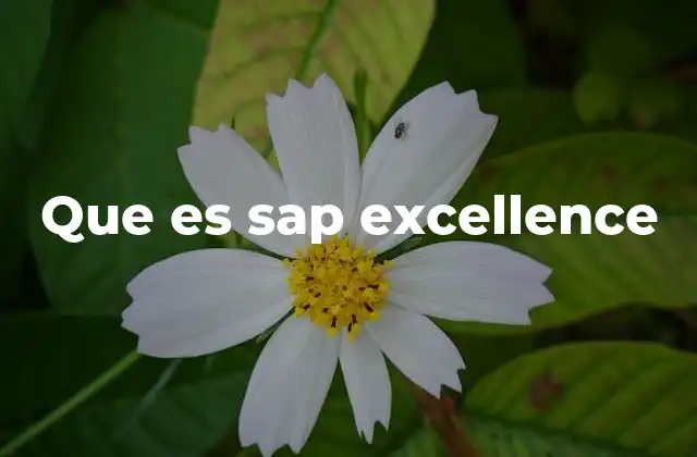 Que es Sap Excellence