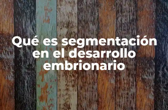 Qué es Segmentación en el Desarrollo Embrionario