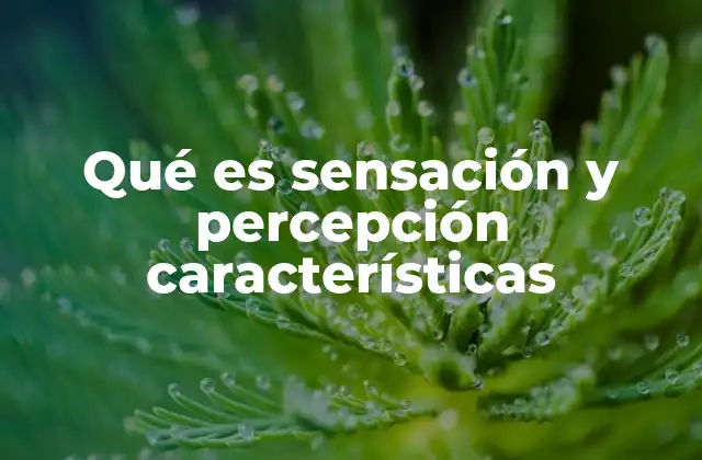 Qué es Sensación y Percepción Características