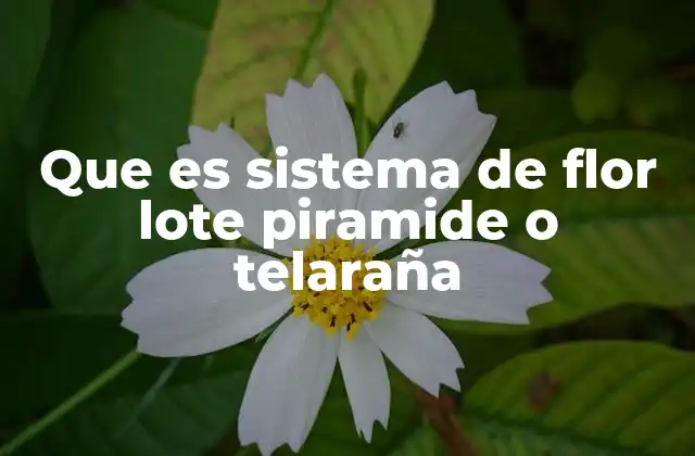 Que es Sistema de Flor Lote Piramide o Telaraña