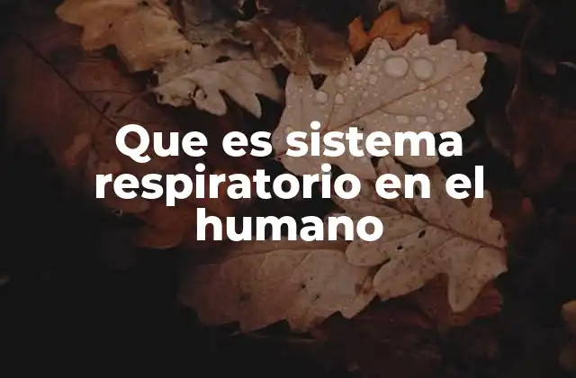 Que es Sistema Respiratorio en el Humano