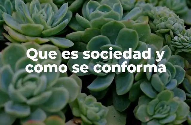 Que es Sociedad y como Se Conforma
