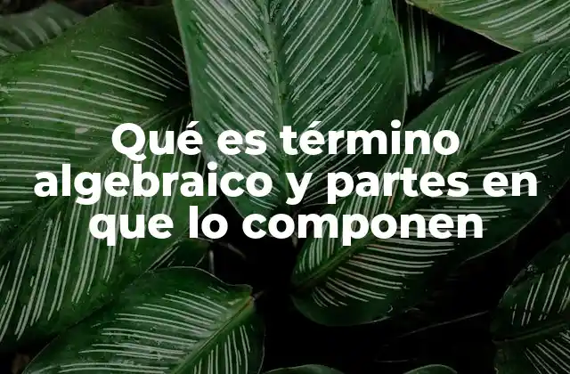 Qué es Término Algebraico y Partes en que Lo Componen