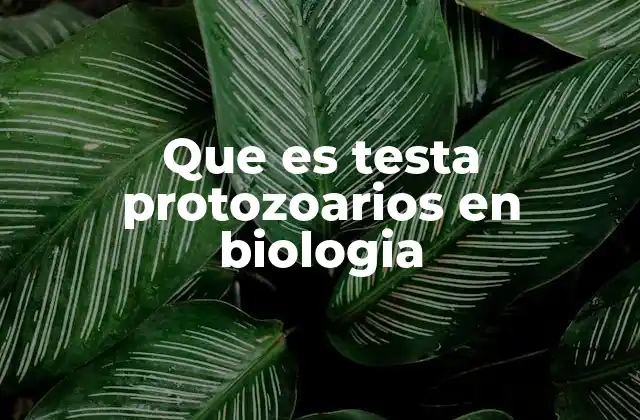 Estructuras externas en protozoarios