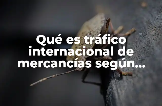 Qué es Tráfico Internacional de Mercancías según Autores