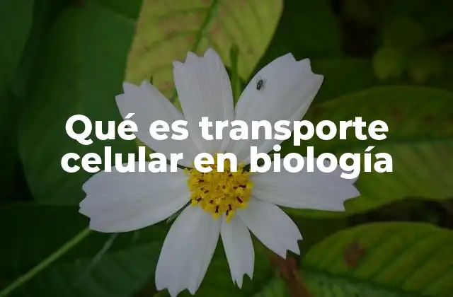 Qué es Transporte Celular en Biología