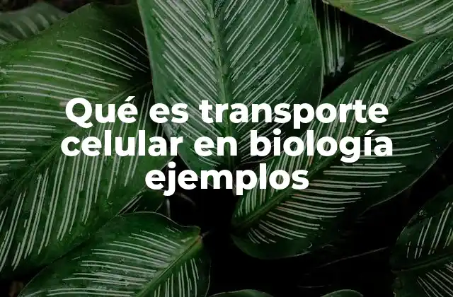 Qué es Transporte Celular en Biología Ejemplos