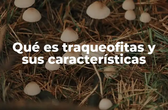 Qué es Traqueofitas y Sus Características