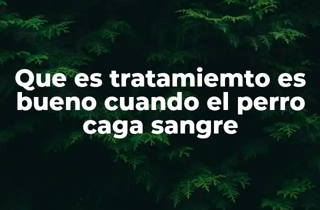 Que es Tratamiemto es Bueno Cuando el Perro Caga Sangre