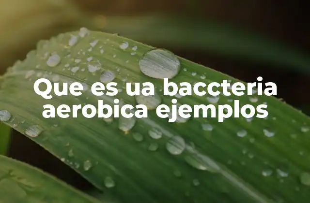 Que es Ua Baccteria Aerobica Ejemplos