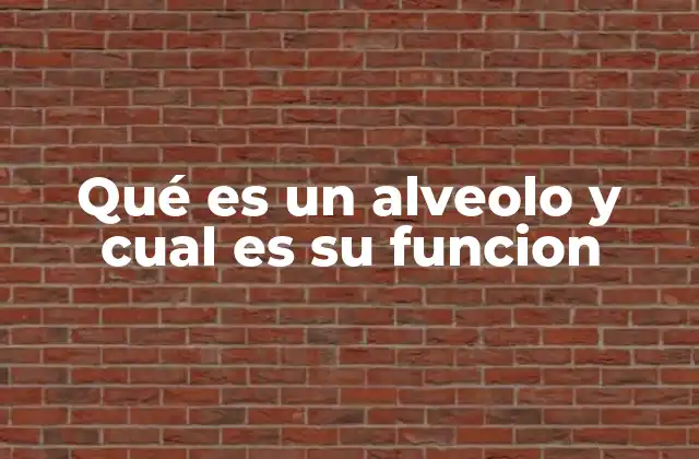 Qué es un Alveolo y Cual es Su Funcion 2 El papel de los alvéolos en el sistema respiratorio