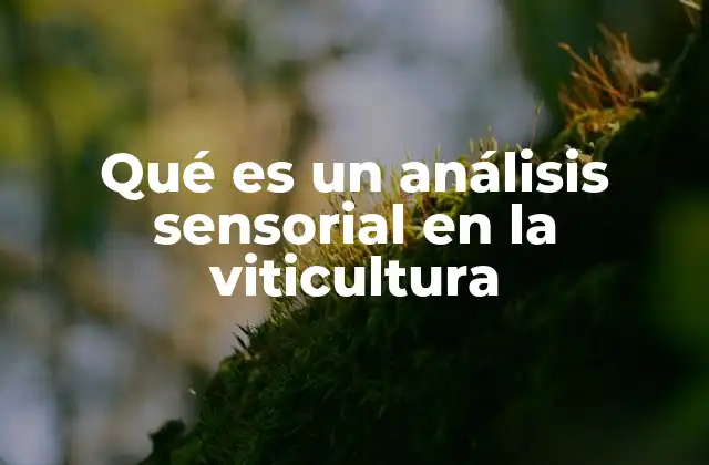 Qué es un Análisis Sensorial en la Viticultura 2 La importancia de evaluar el vino con los sentidos