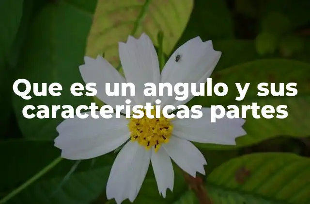 Que es un Angulo y Sus Caracteristicas Partes