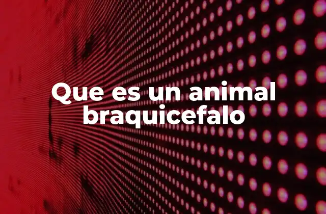 Que es un Animal Braquicefalo