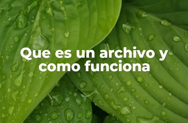 La estructura interna de los archivos y su organización en sistemas digitales