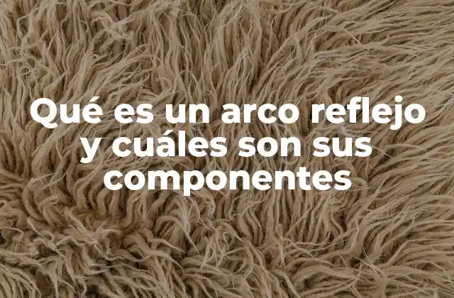 Qué es un Arco Reflejo y Cuáles Son Sus Componentes