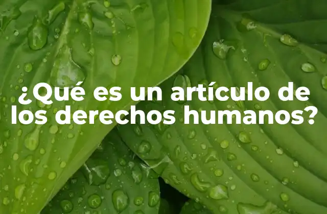 ¿qué es un Artículo de los Derechos Humanos?
