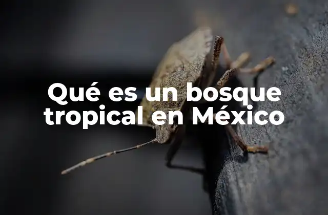 Qué es un Bosque Tropical en México