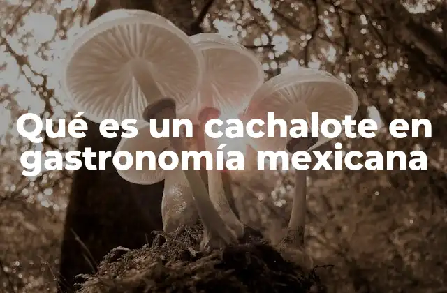Qué es un Cachalote en Gastronomía Mexicana