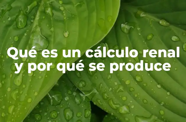 Qué es un Cálculo Renal y por Qué Se Produce