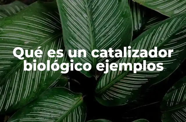 Qué es un Catalizador Biológico Ejemplos