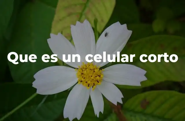 Que es un Celular Corto